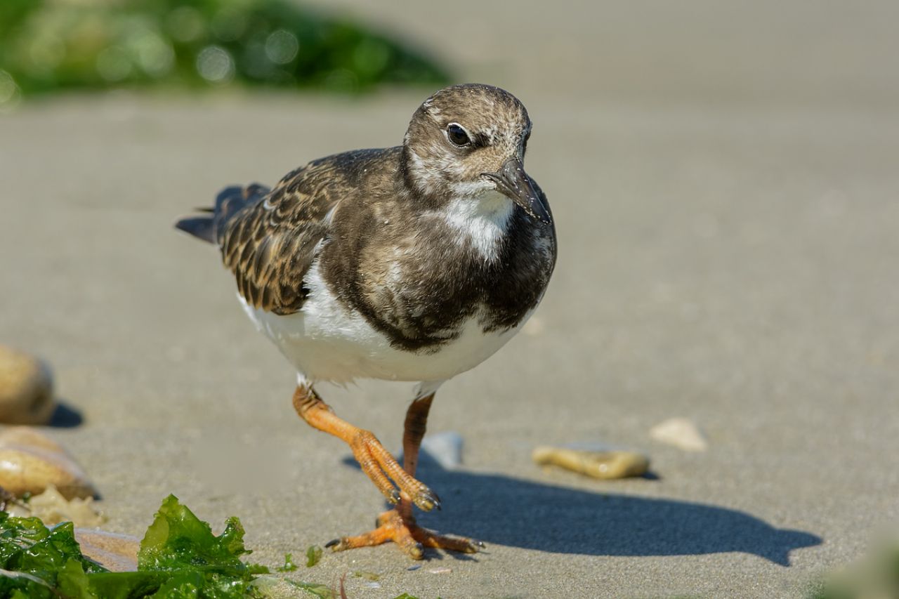 Voltapietre (Arenaria interpres)
